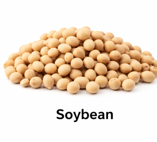 Soybean soyabean